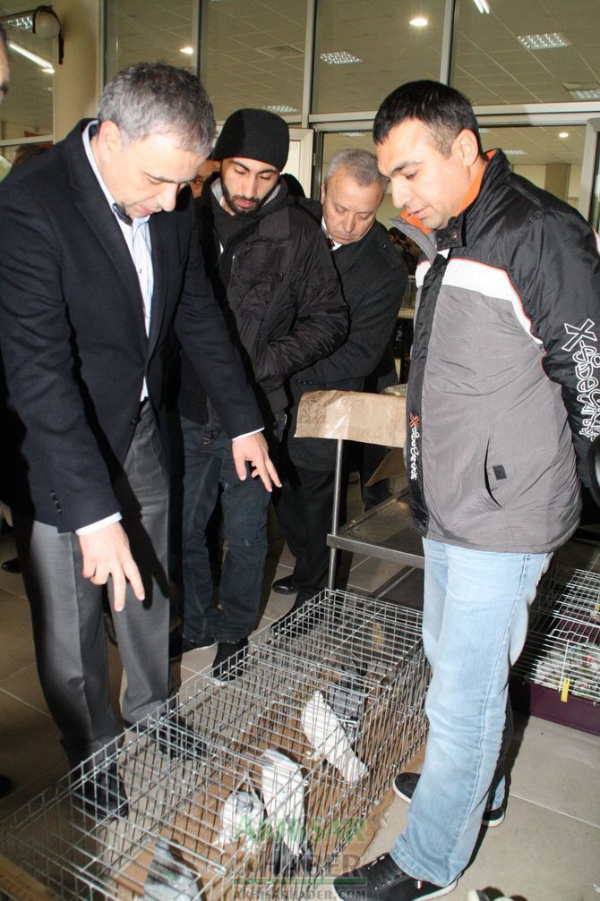 Birbirinden Güzel Güvercinler Akhisar’da Yarıştı