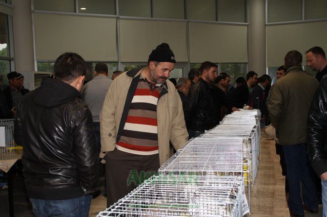 Birbirinden Güzel Güvercinler Akhisar’da Yarıştı