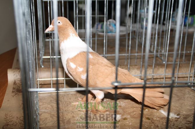 Birbirinden Güzel Güvercinler Akhisar’da Yarıştı