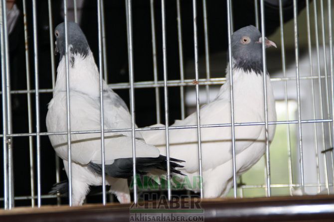 Birbirinden Güzel Güvercinler Akhisar’da Yarıştı