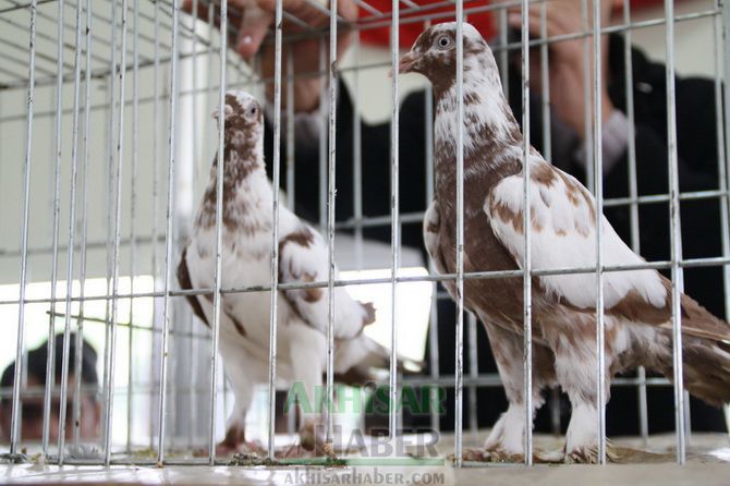 Birbirinden Güzel Güvercinler Akhisar’da Yarıştı